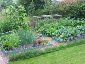 permaculture-garden